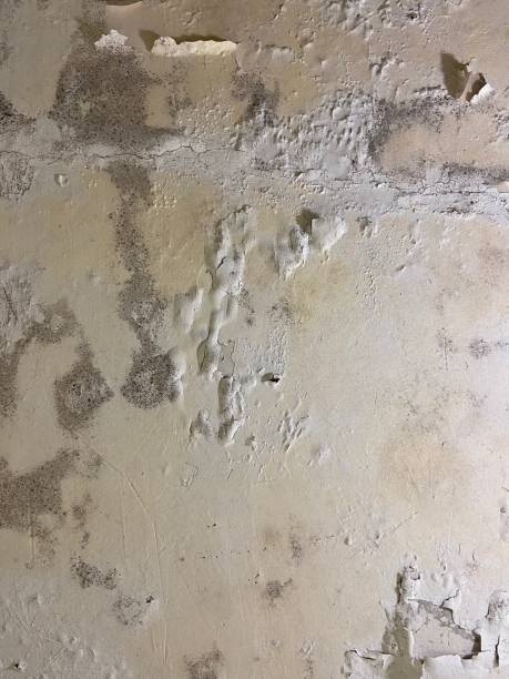 Best Attic Mold Removal  in Kenmar, PA
