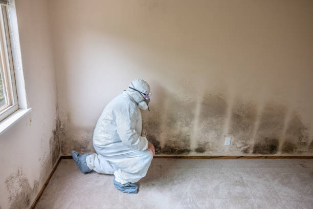 Best Commercial Mold Removal  in Kenmar, PA