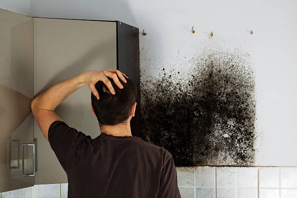 Best Same-Day Mold Removal  in Kenmar, PA
