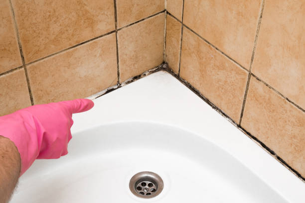 Best Same-Day Mold Removal  in Kenmar, PA